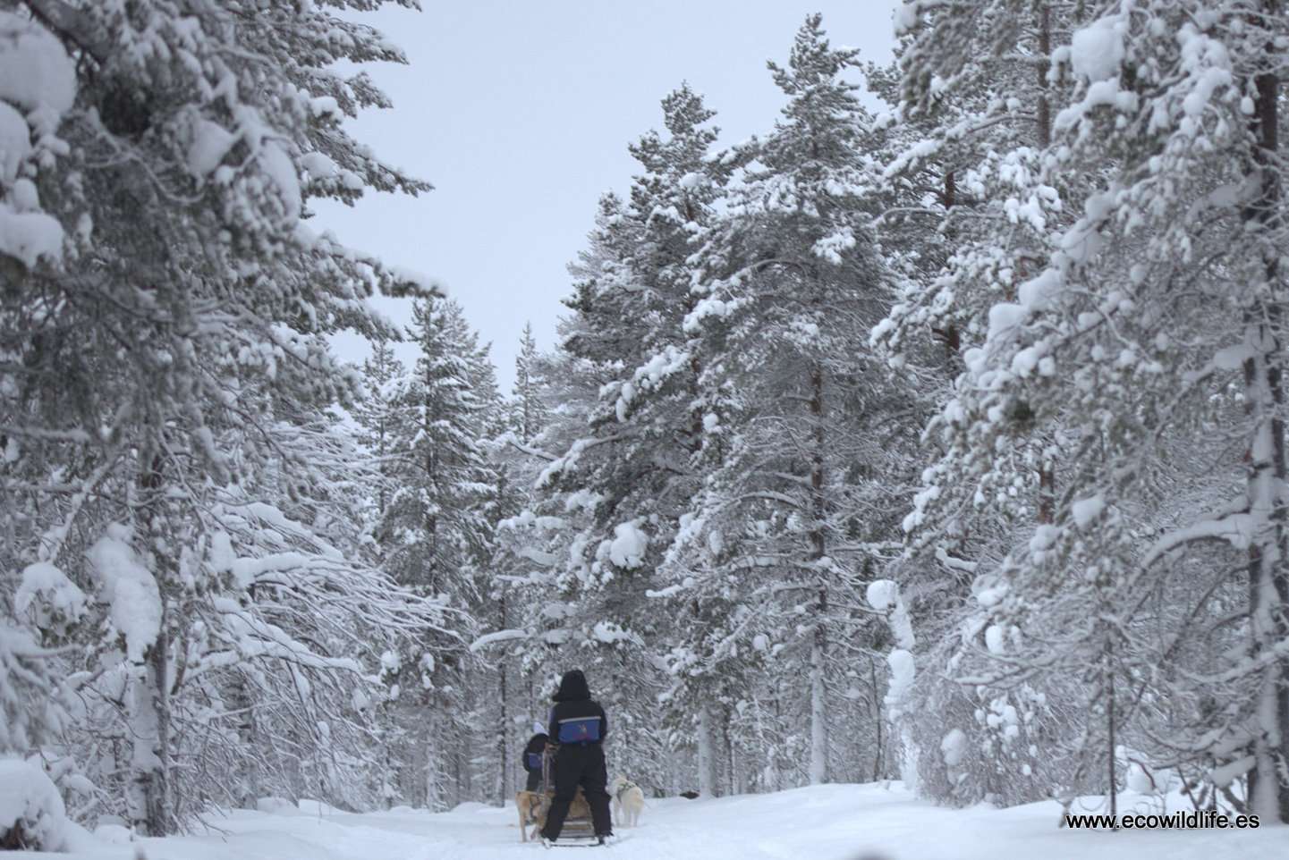 Finlandia: Invierno boreal