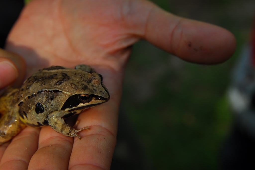 Polonia: Parques Nacionales