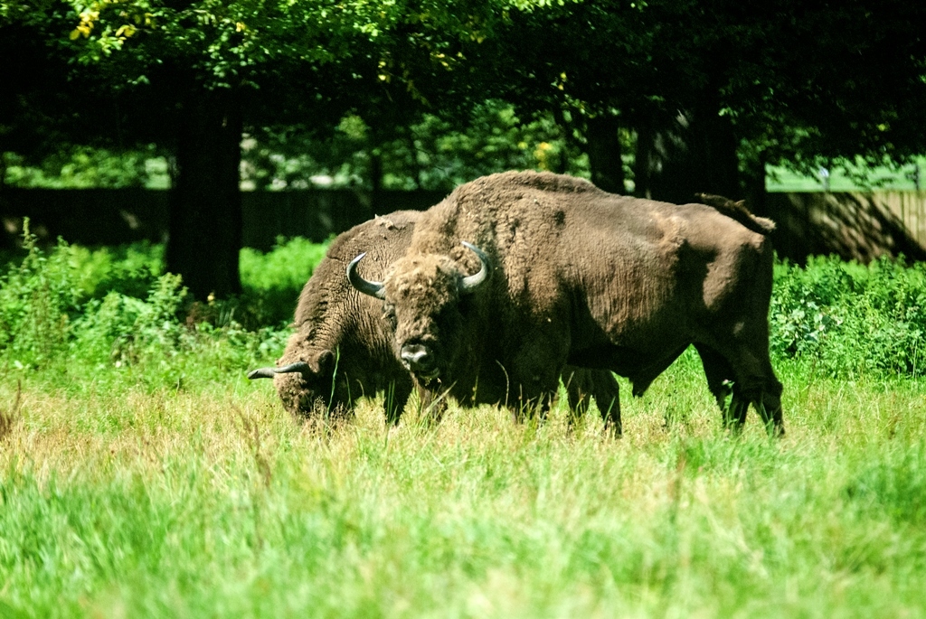 Polonia: Parques Nacionales