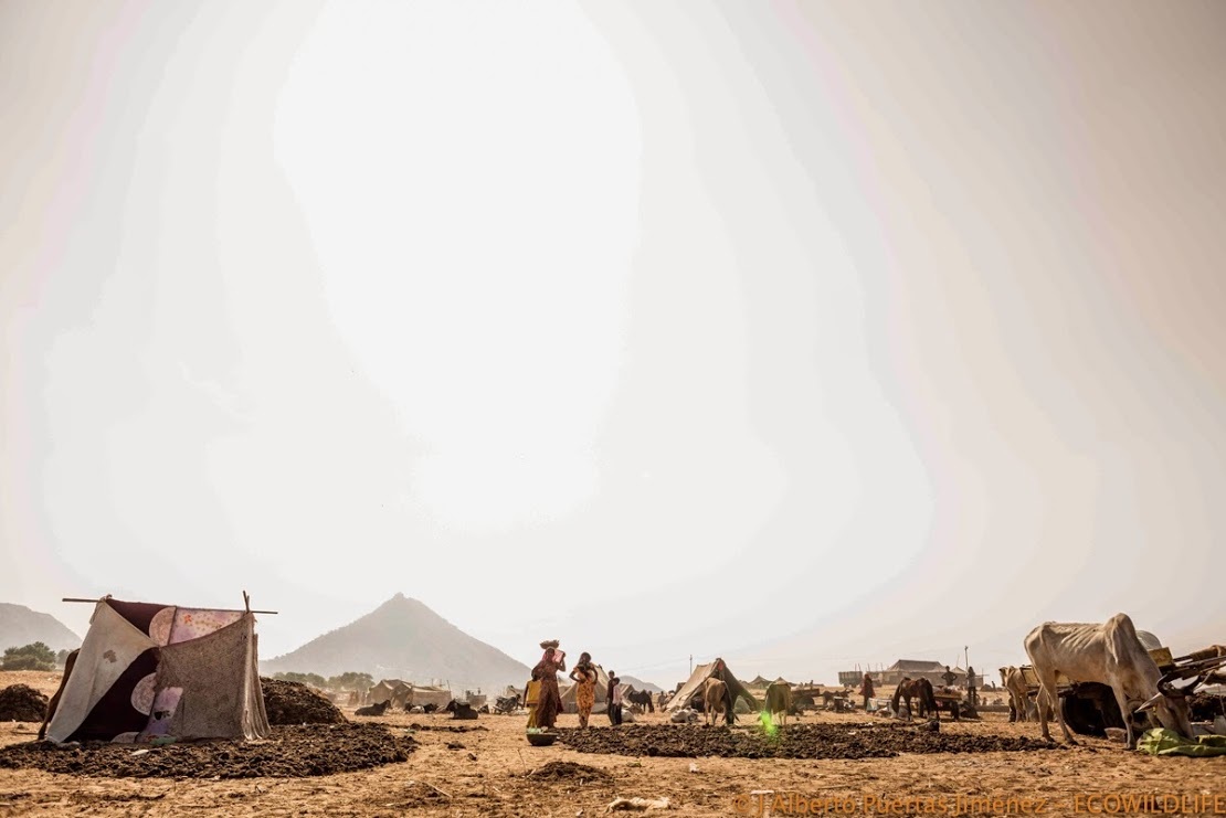 India: Esplendores del Rajastán