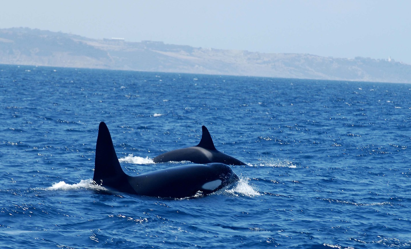 España: En busca de linces, ballenas y delfines