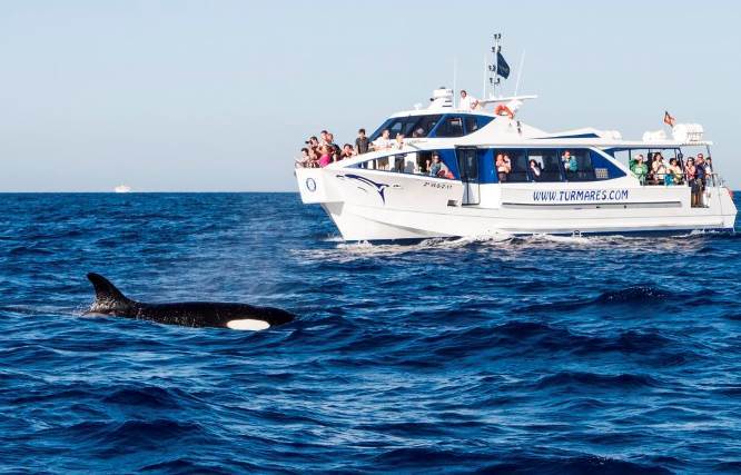 España: En busca de linces, ballenas y delfines