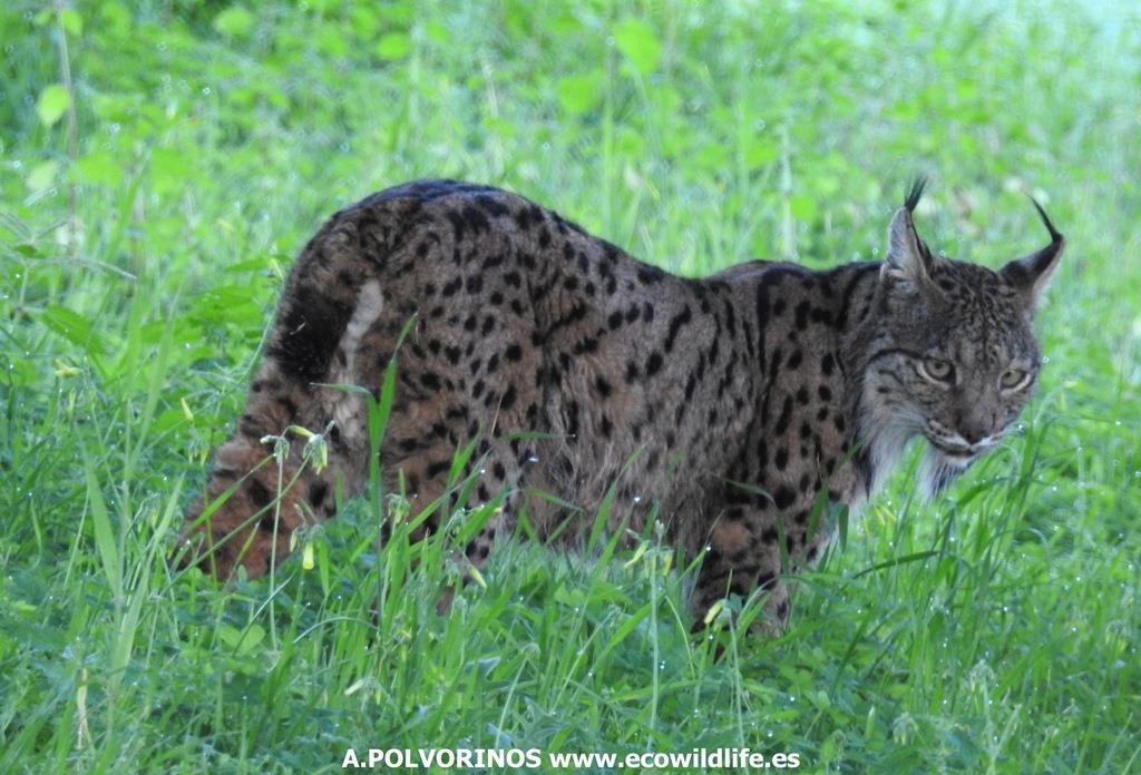 España: En busca de linces, ballenas y delfines