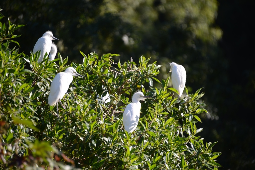 España: En busca de linces, ballenas y delfines