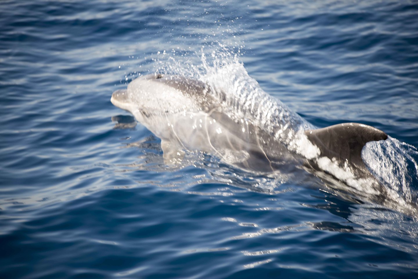 España: En busca de linces, ballenas y delfines