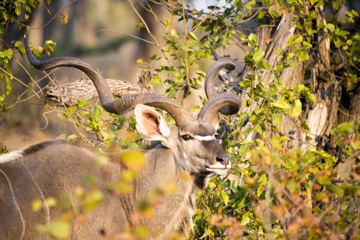 Botswana y Zambia: Territorios Salvajes