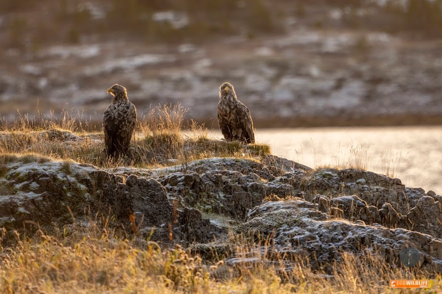 Noruega: Auroras Boreales, Renos en Cabo Norte