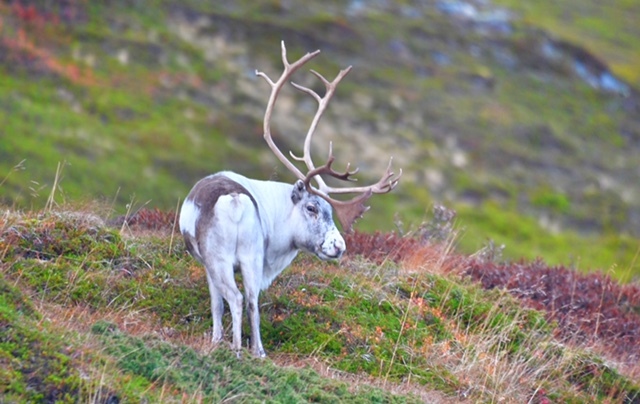 Noruega: Auroras Boreales, Renos en Cabo Norte