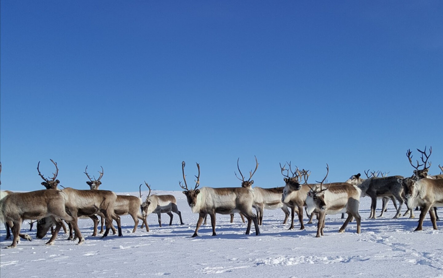 Noruega: Auroras Boreales, Renos en Cabo Norte