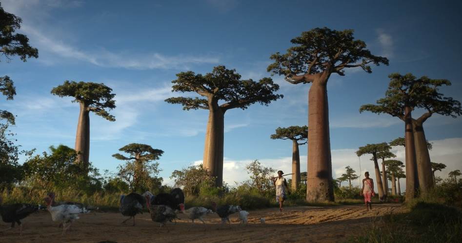 Madagascar: Expedición Fauna y Culturas