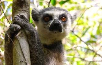 Madagascar: Expedición Fauna y Culturas