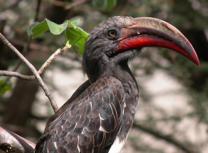 Kenia: Birdwatching