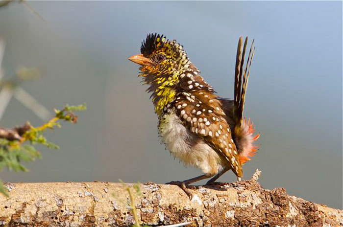 Kenia: Birdwatching