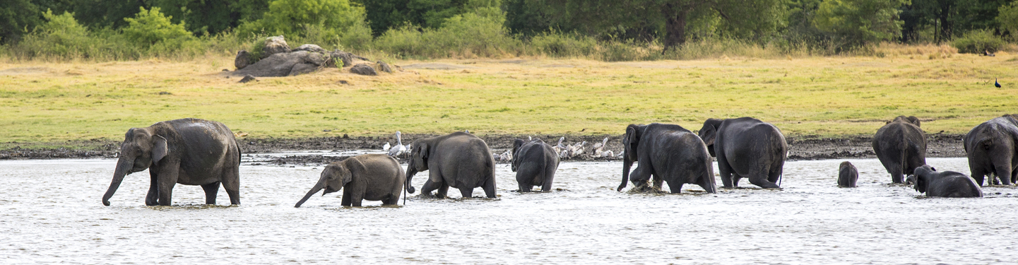Sri Lanka: Wildlife