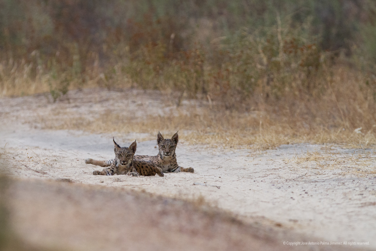 España: Reino del Lince