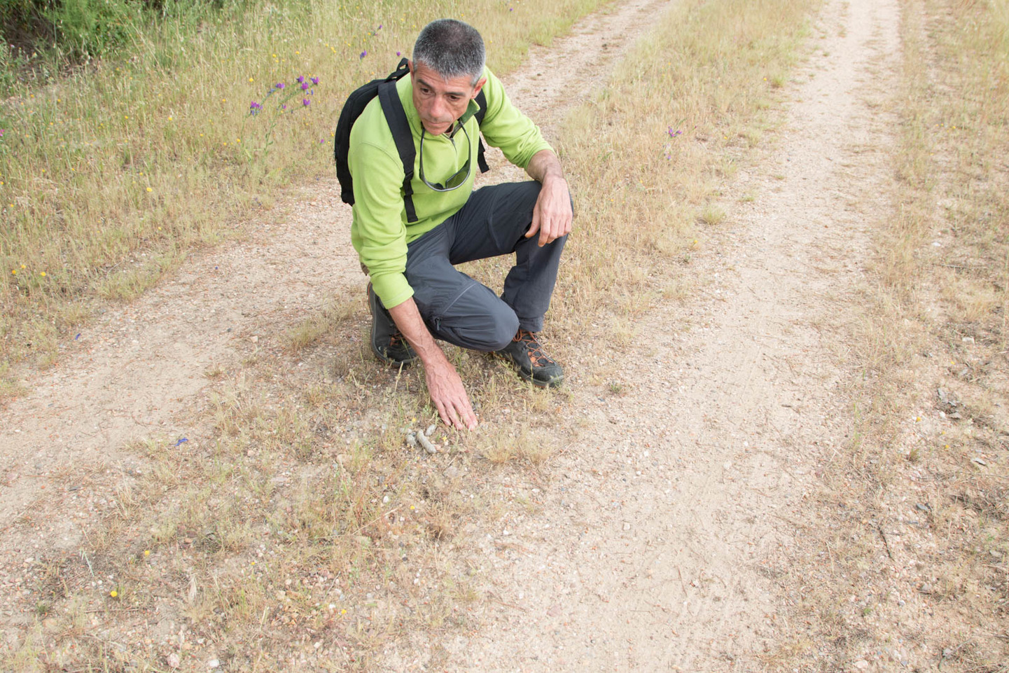 España: Reino del Lince