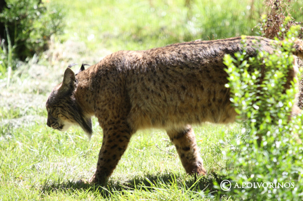 España: Reino del Lince