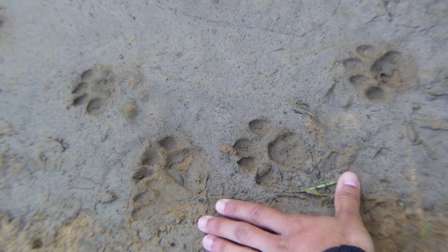 España: Reino del Lince