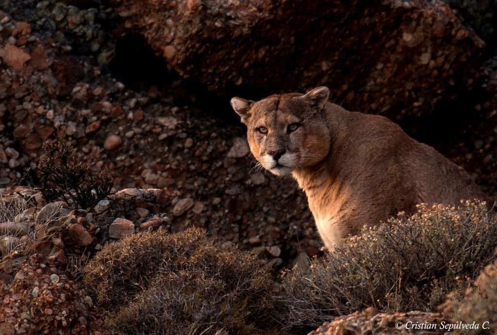 Chile: Expedición Puma