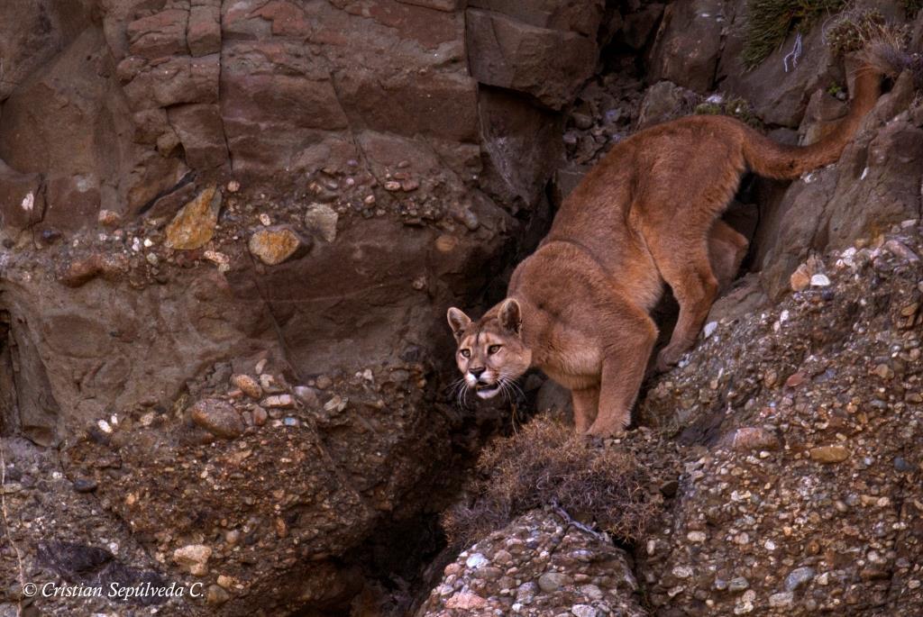 Chile: Expedición Puma