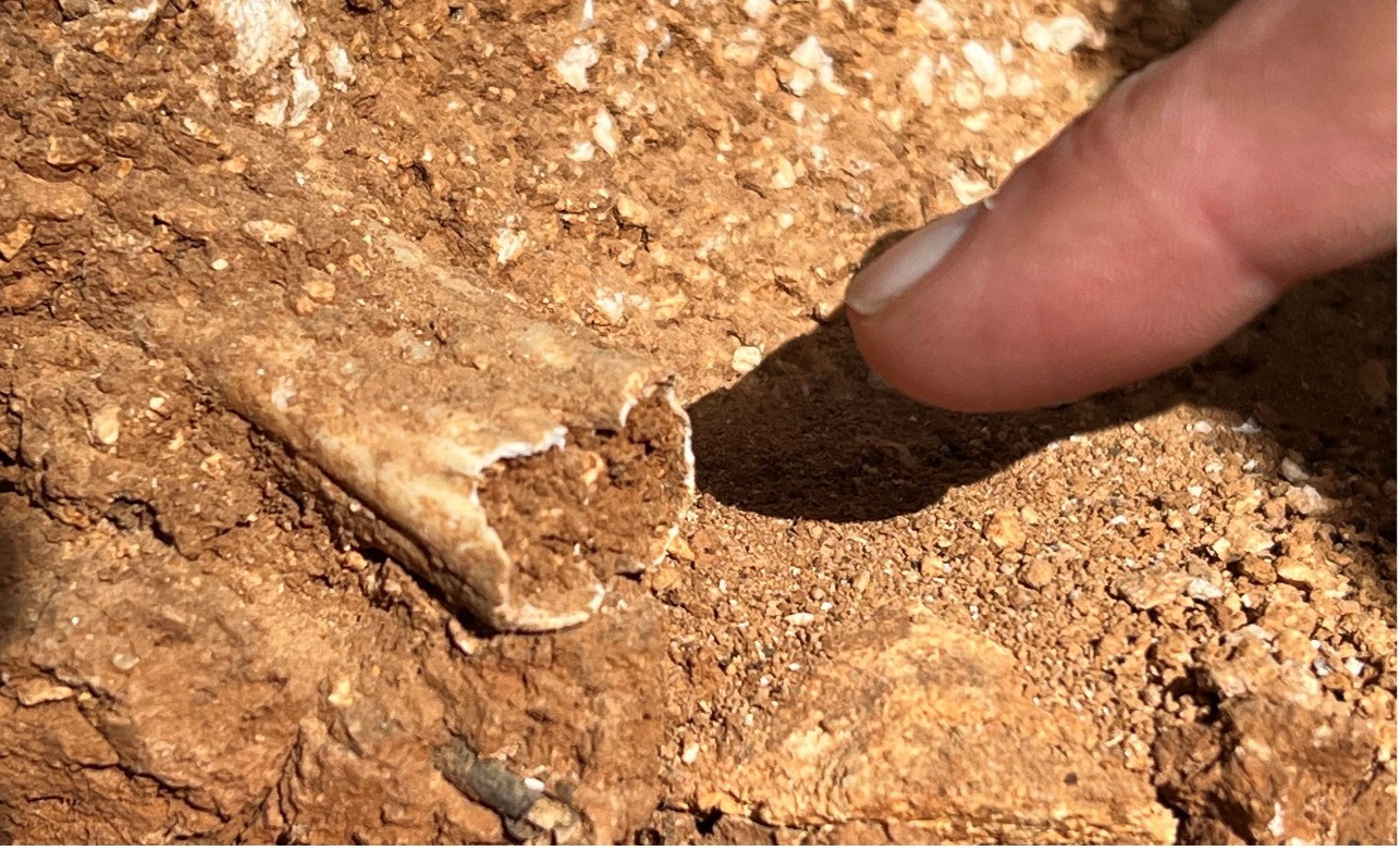 ESPAÑA: Lobos y osos en la montaña Palentina