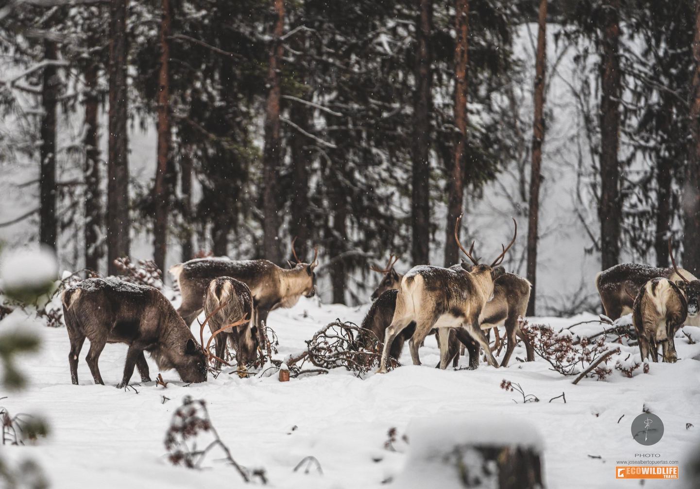 Suecia: Auroras Boreales en Kiruna