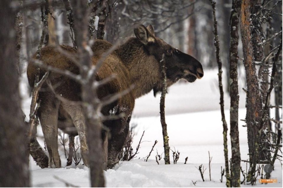 Suecia y Noruega: Laponia & Islas Lofoten cazando auroras boreales