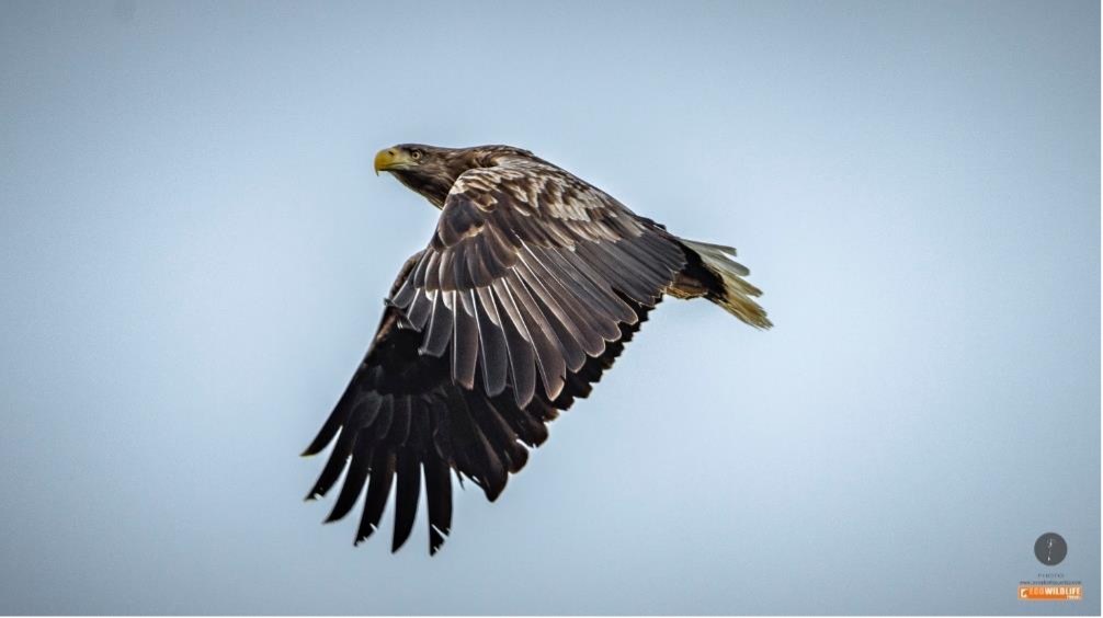 Suecia y Noruega: Laponia & Islas Lofoten cazando auroras boreales