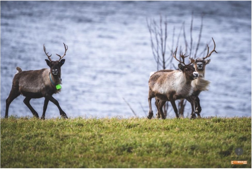 Suecia y Noruega: Laponia & Islas Lofoten cazando auroras boreales