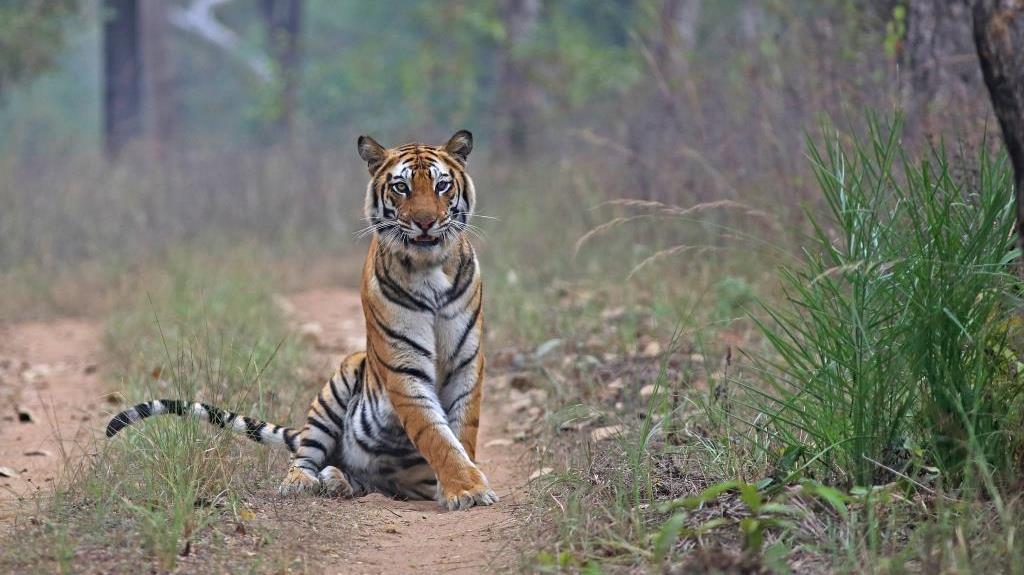 India: Los senderos del tigre