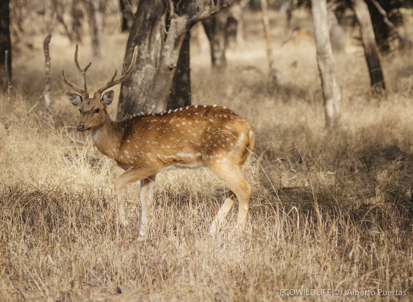 India: Senderos del Tigre