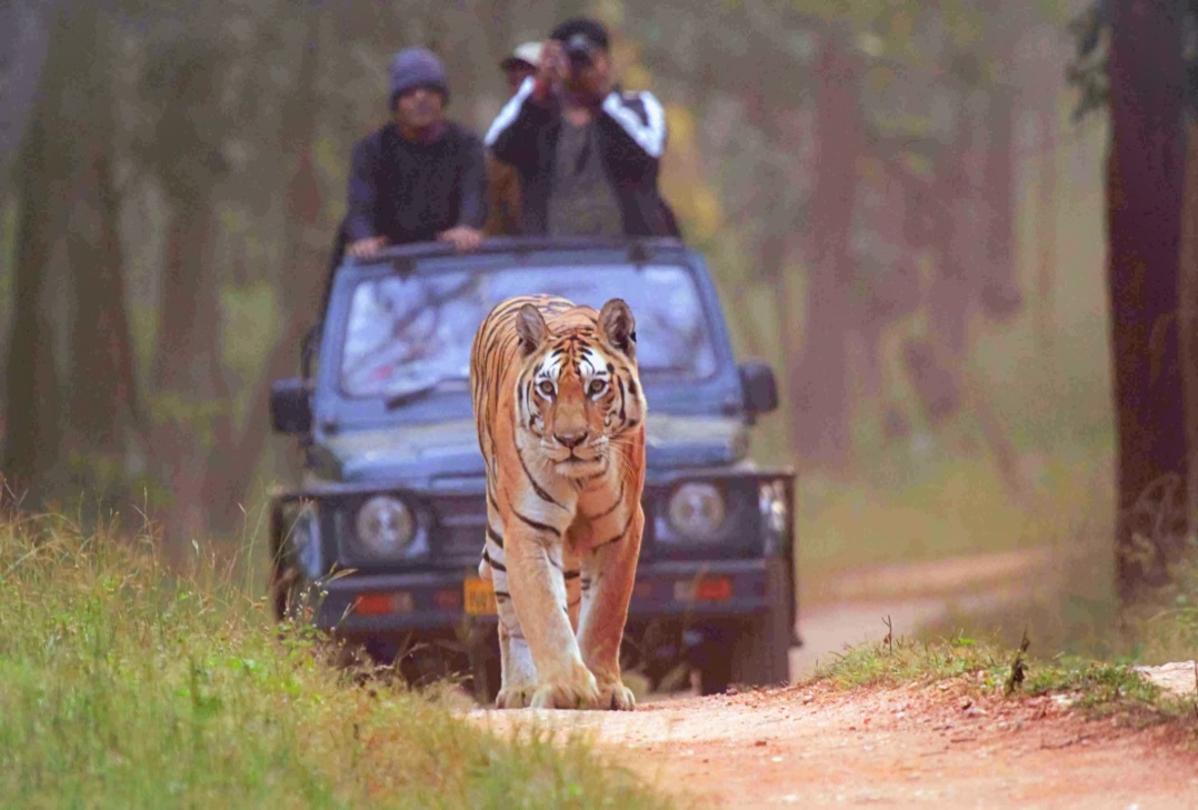 India: Senderos del Tigre