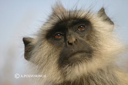 India: Especial Tigres y Leyendas · Pascua ·