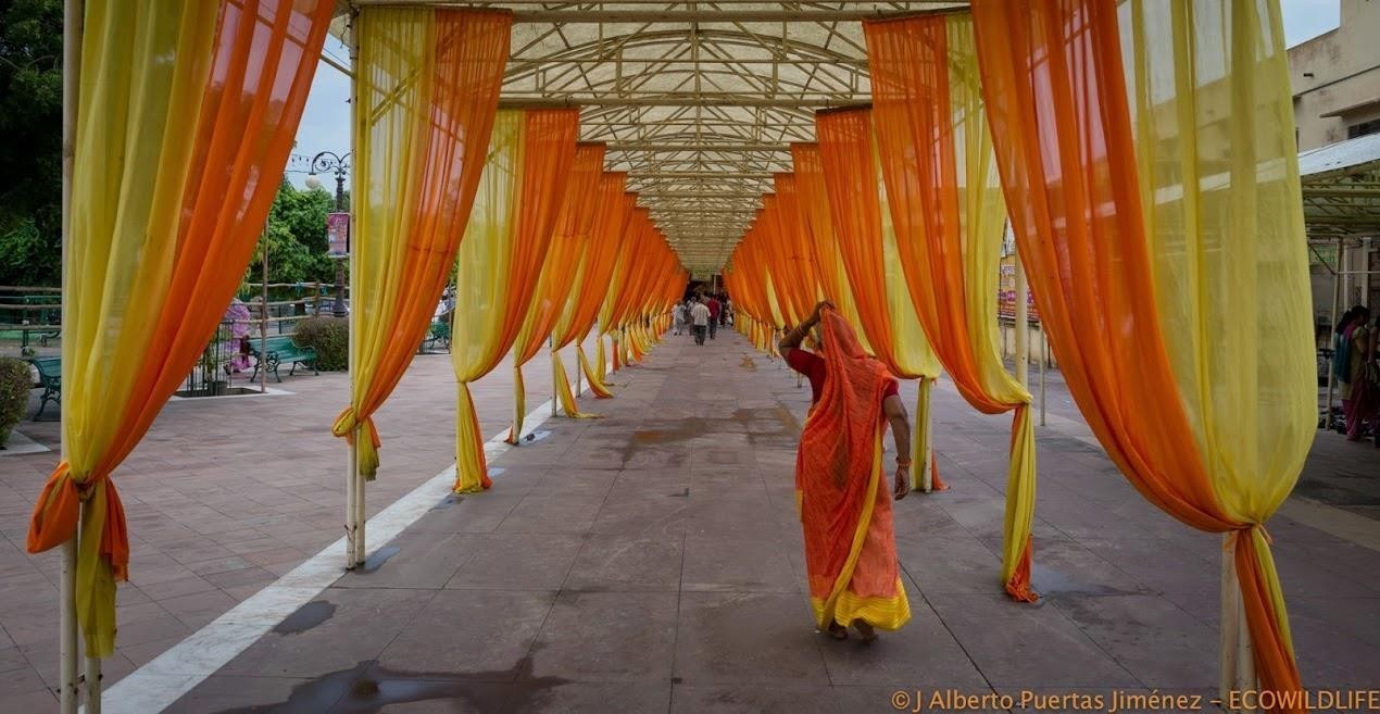 India: Especial Tigres y Leyendas · Pascua ·