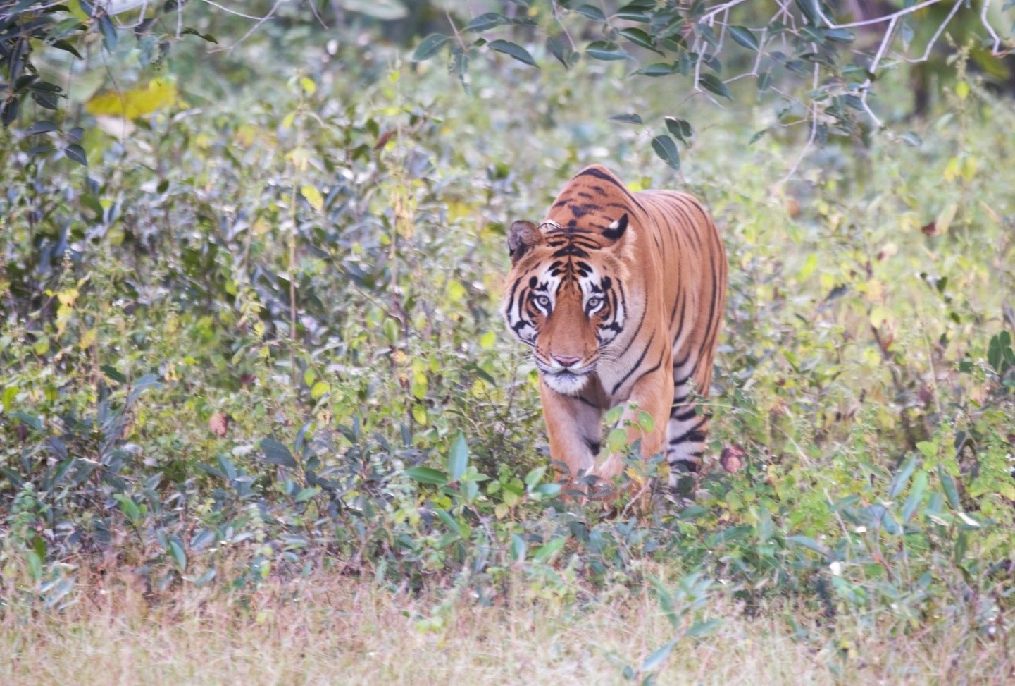 India: Especial Tigres y Leyendas · Pascua ·