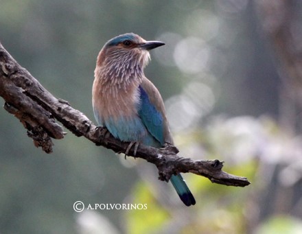 India: Especial Tigres y Leyendas · Pascua ·