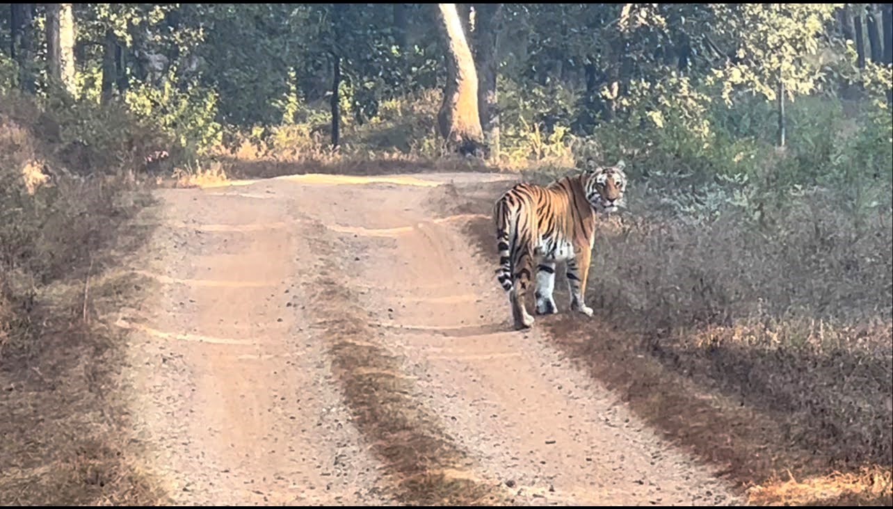 India: Especial Tigres y Leyendas · Pascua ·