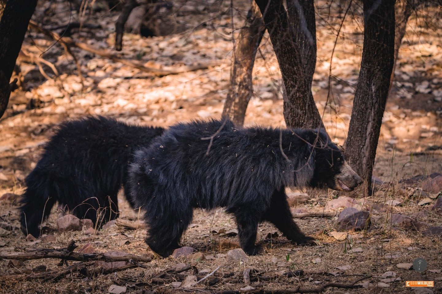 India: Especial Tigres y Leyendas · Pascua ·