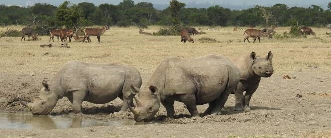 KENIA: MEMORIAS DE AFRICA, BIG FIVE Y EL KILIMANJARO