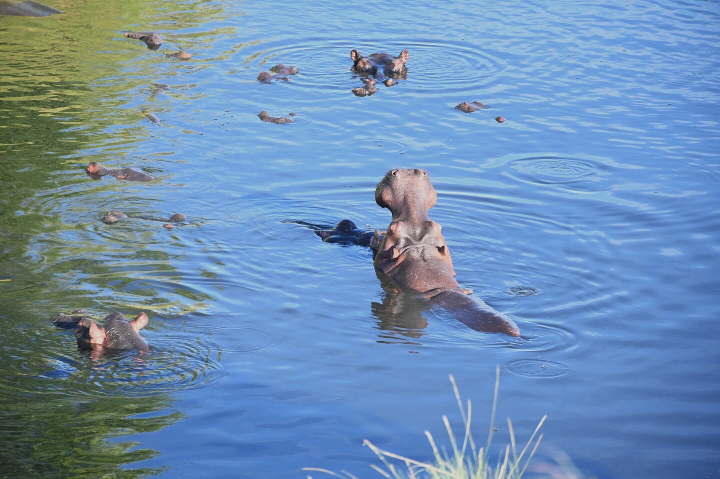 KENIA: MEMORIAS DE AFRICA, BIG FIVE Y EL KILIMANJARO