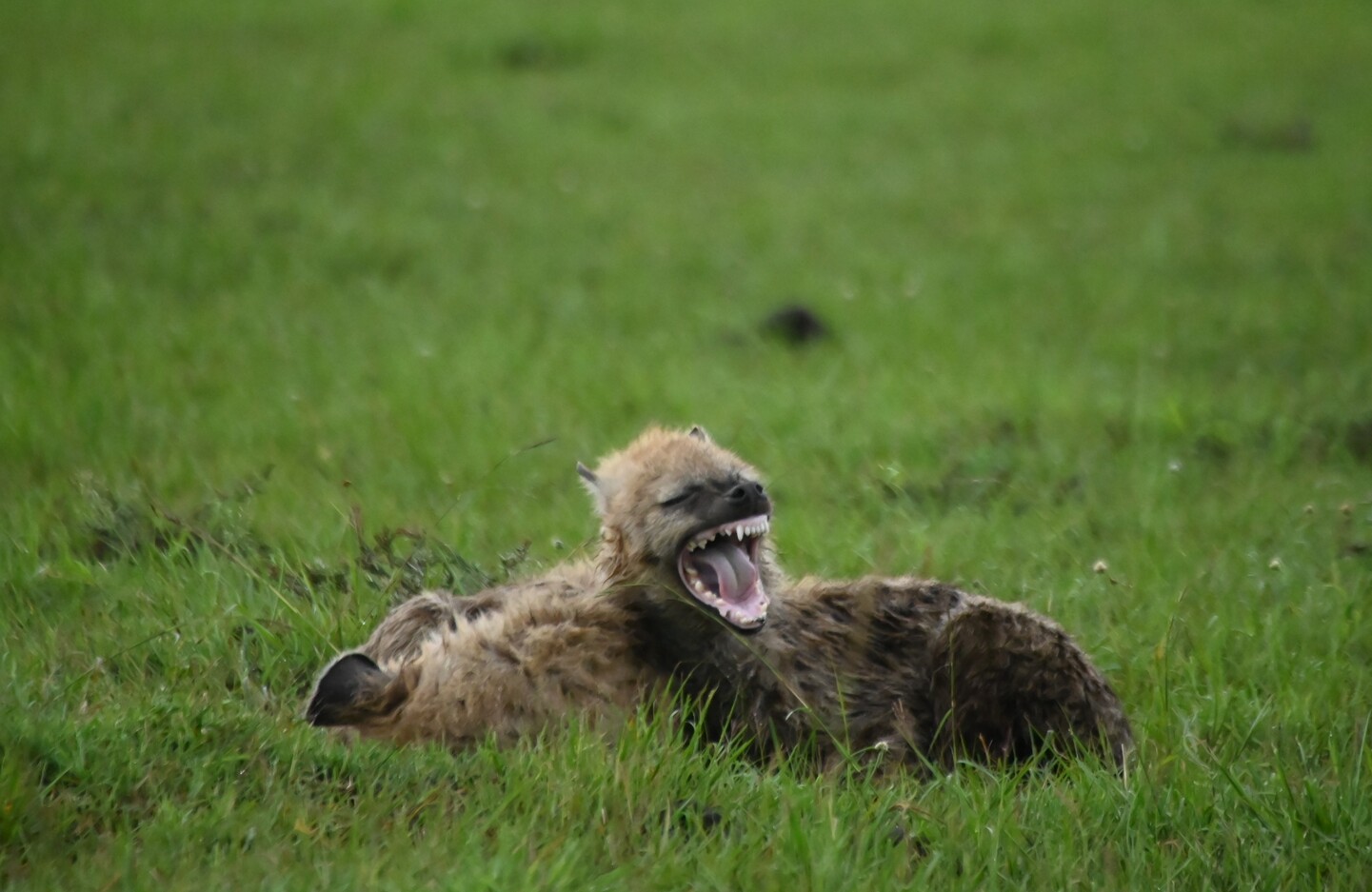 KENIA: MEMORIAS DE AFRICA, BIG FIVE Y EL KILIMANJARO