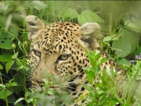 KENIA: MEMORIAS DE AFRICA, BIG FIVE Y EL KILIMANJARO