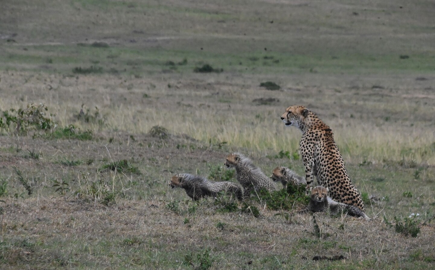 KENIA: MEMORIAS DE AFRICA, BIG FIVE Y EL KILIMANJARO
