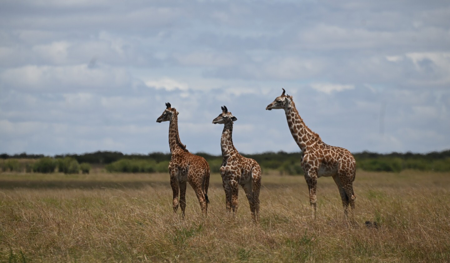 KENIA: MEMORIAS DE AFRICA, BIG FIVE Y EL KILIMANJARO