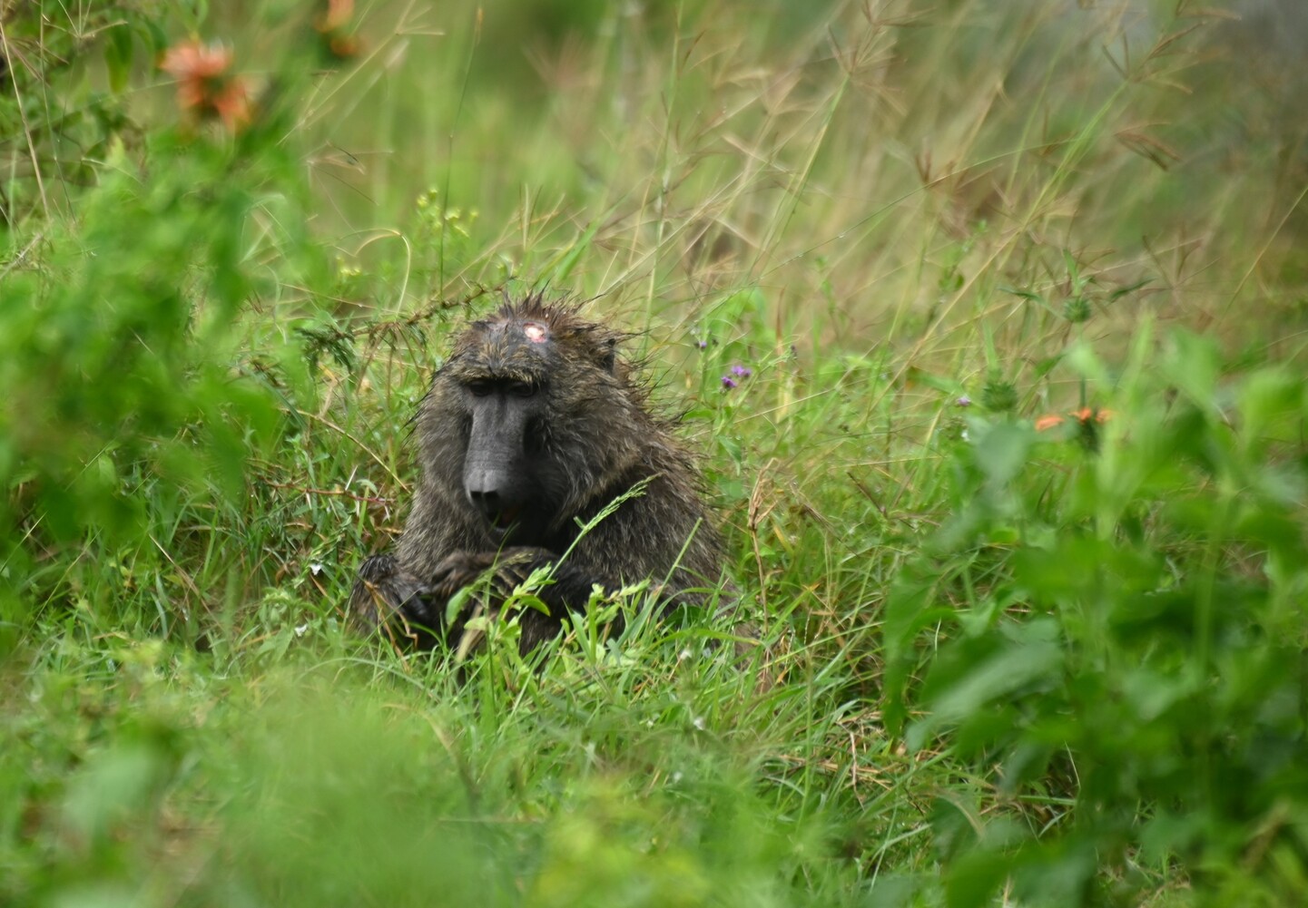 KENIA: MEMORIAS DE AFRICA, BIG FIVE Y EL KILIMANJARO