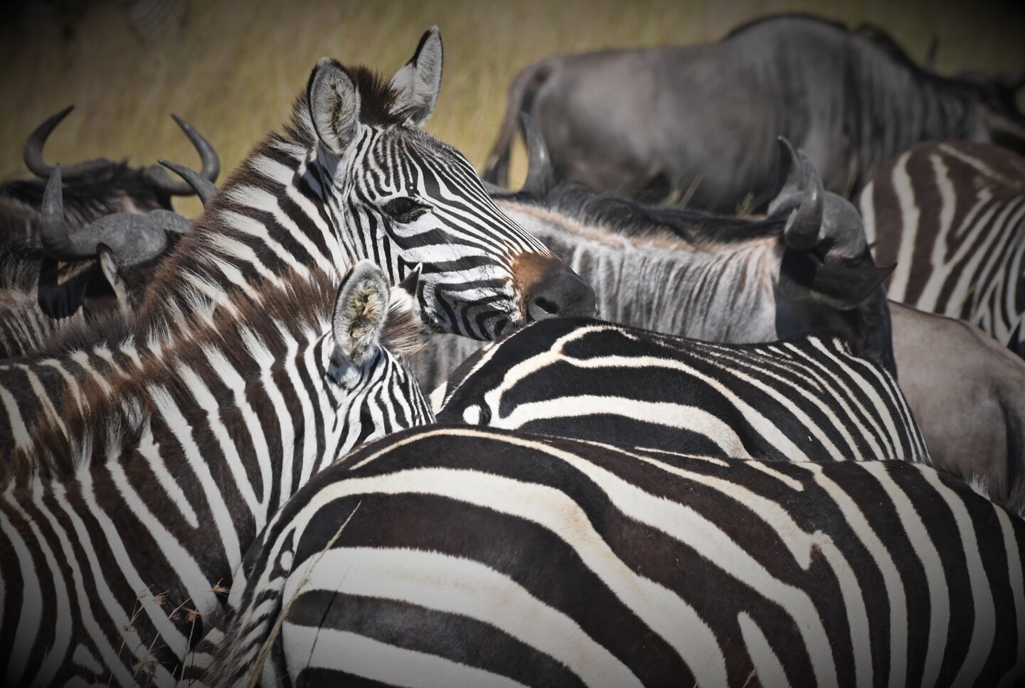 Tanzania: Viaje al Origen de la Humanidad