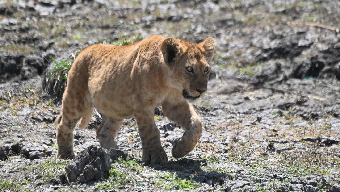 Tanzania: Viaje al Origen de la Humanidad