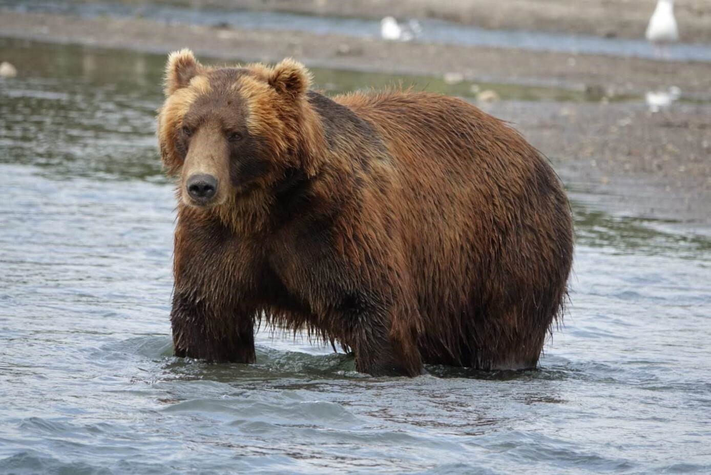 Estados Unidos: Expedición Parque Nacional Yellowstone