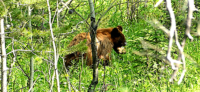 Estados Unidos: Expedición Parque Nacional Yellowstone