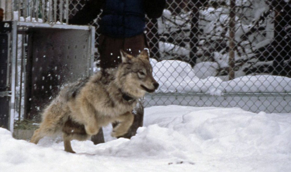 Estados Unidos: Expedición Parque Nacional Yellowstone